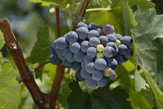 El Beneficio de Utilizar Fertilizantes Naturales en la Elaboración del Vino Tinto: Un Paso Hacia la Sostenibilidad Vinícola